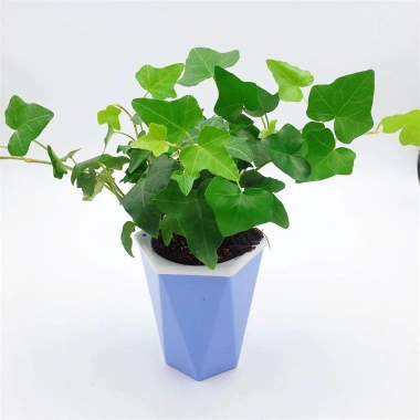 Cây thường xuân treo lọc không khí – Tiệm cây xanh lá, Giá 150.000đ (Giảm 40.500đ)
