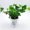 Cây thường xuân treo lọc không khí – Tiệm cây xanh lá, Giá 150.000đ (Giảm 40.500đ) 5