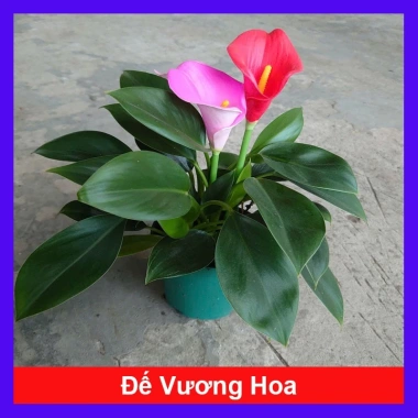 Cây Trầu Bà Đế Vương Hoa - Cây Cảnh Mini Để Bàn, Hoa Giả Rực Rỡ, Giá 135.000₫
