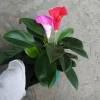 Cây Trầu Bà Đế Vương Hoa - Cây Cảnh Mini Để Bàn, Hoa Giả Rực Rỡ, Giá 135.000₫ 2