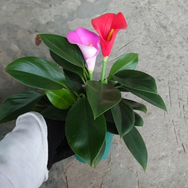 Cây Trầu Bà Đế Vương Hoa - Cây Cảnh Mini Để Bàn, Hoa Giả Rực Rỡ, Giá 135.000₫