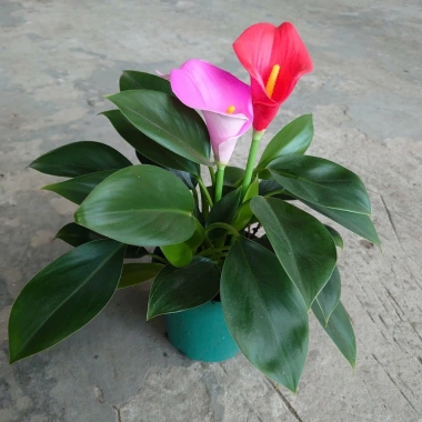 Cây Trầu Bà Đế Vương Hoa - Cây Cảnh Mini Để Bàn, Hoa Giả Rực Rỡ, Giá 135.000₫