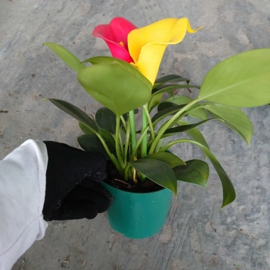 Cây Trầu Bà Đế Vương Hoa - Cây Cảnh Mini Để Bàn, Hoa Giả Rực Rỡ, Giá 135.000₫