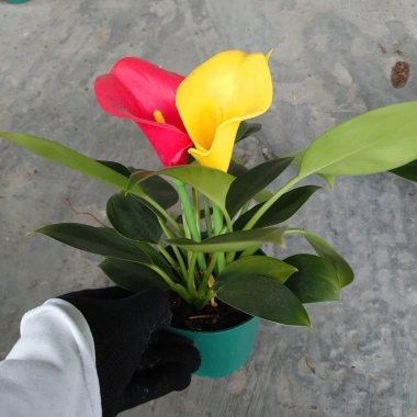 Cây Trầu Bà Đế Vương Hoa - Cây Cảnh Mini Để Bàn, Hoa Giả Rực Rỡ, Giá 135.000₫