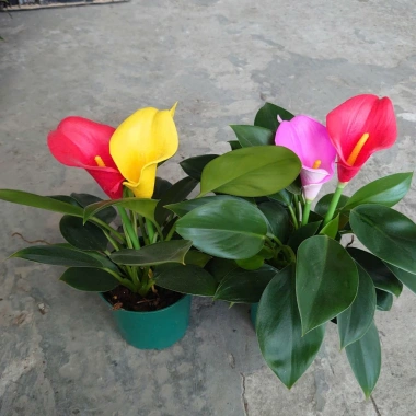 Cây Trầu Bà Đế Vương Hoa - Cây Cảnh Mini Để Bàn, Hoa Giả Rực Rỡ, Giá 135.000₫
