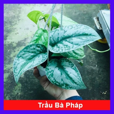 Cây trầu bà pháp - Cây cảnh để bàn giá ưu đãi 55.000, sang trọng, dễ chăm sóc Cây trầu bà pháp - Cây cảnh để bàn giá ưu đãi 55.000, sang trọng, dễ chăm sóc