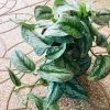 Cây trầu bà pháp - Cây cảnh để bàn giá ưu đãi 55.000, sang trọng, dễ chăm sóc 2