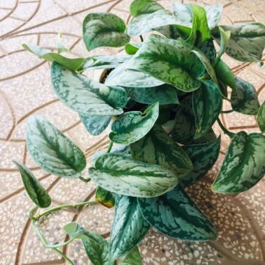 Cây trầu bà pháp - Cây cảnh để bàn giá ưu đãi 55.000, sang trọng, dễ chăm sóc