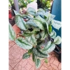 Cây trầu bà pháp - Cây cảnh để bàn giá ưu đãi 55.000, sang trọng, dễ chăm sóc 3
