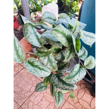 Cây trầu bà pháp - Cây cảnh để bàn giá ưu đãi 55.000, sang trọng, dễ chăm sóc