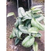 Cây trầu bà pháp - Cây cảnh để bàn giá ưu đãi 55.000, sang trọng, dễ chăm sóc 4