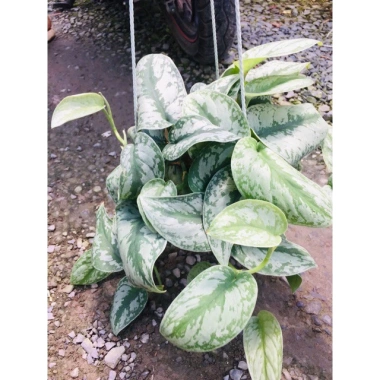 Cây trầu bà pháp - Cây cảnh để bàn giá ưu đãi 55.000, sang trọng, dễ chăm sóc