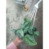 Cây trầu bà pháp - Cây cảnh để bàn giá ưu đãi 55.000, sang trọng, dễ chăm sóc 5