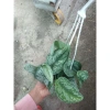 Cây trầu bà pháp - Cây cảnh để bàn giá ưu đãi 55.000, sang trọng, dễ chăm sóc 6