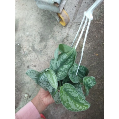 Cây trầu bà pháp - Cây cảnh để bàn giá ưu đãi 55.000, sang trọng, dễ chăm sóc
