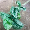 Cây trầu bà pháp - Cây cảnh để bàn giá ưu đãi 55.000, sang trọng, dễ chăm sóc 7