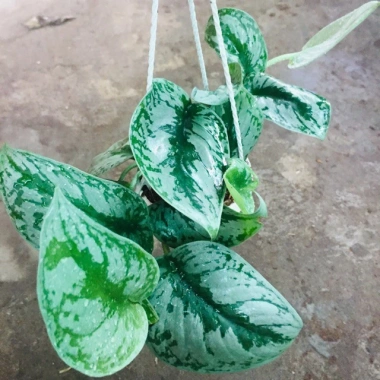 Cây trầu bà pháp - Cây cảnh để bàn giá ưu đãi 55.000, sang trọng, dễ chăm sóc