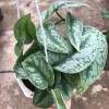 Cây trầu bà pháp - Cây cảnh để bàn giá ưu đãi 55.000, sang trọng, dễ chăm sóc 8