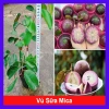 Cây Vú Sữa Mica Không Mủ, Ngon, Chịu Mặn, Sinh Trưởng Tốt – Giống Chuẩn 100%, Giá 85.000đ