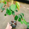 Cây Vú Sữa Mica Không Mủ, Ngon, Chịu Mặn, Sinh Trưởng Tốt – Giống Chuẩn 100%, Giá 85.000đ 2