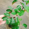 Cây Vú Sữa Mica Không Mủ, Ngon, Chịu Mặn, Sinh Trưởng Tốt – Giống Chuẩn 100%, Giá 85.000đ 5