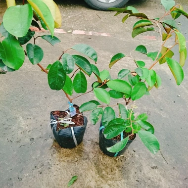 Cây Vú Sữa Mica Không Mủ, Ngon, Chịu Mặn, Sinh Trưởng Tốt – Giống Chuẩn 100%, Giá 85.000đ 6 Cây Vú Sữa Mica Không Mủ, Ngon, Chịu Mặn, Sinh Trưởng Tốt – Giống Chuẩn 100%, Giá 85.000đ 6