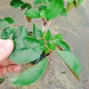 Cây Vú Sữa Mica Không Mủ, Ngon, Chịu Mặn, Sinh Trưởng Tốt – Giống Chuẩn 100%, Giá 85.000đ 7