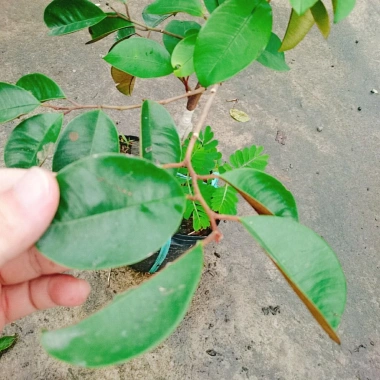 Cây Vú Sữa Mica Không Mủ, Ngon, Chịu Mặn, Sinh Trưởng Tốt – Giống Chuẩn 100%, Giá 85.000đ