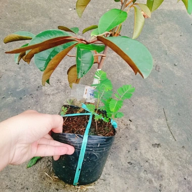 Cây Vú Sữa Mica Không Mủ, Ngon, Chịu Mặn, Sinh Trưởng Tốt – Giống Chuẩn 100%, Giá 85.000đ