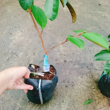 Cây Vú Sữa Mica Không Mủ, Ngon, Chịu Mặn, Sinh Trưởng Tốt – Giống Chuẩn 100%, Giá 85.000đ