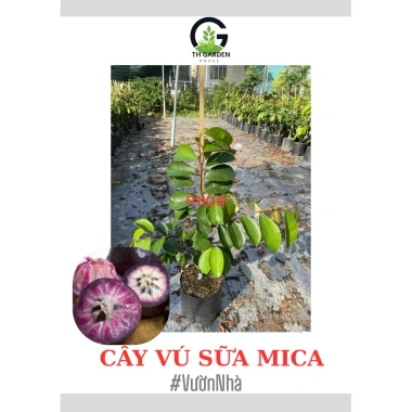 Cây Vú Sữa MICA tím chuẩn giống 100% - Giá ưu đãi 105.999 VND, chất lượng vú sữa