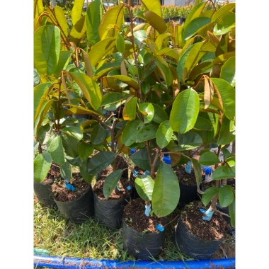 Cây Vú Sữa MICA tím chuẩn giống 100% - Giá ưu đãi 105.999 VND, chất lượng vú sữa