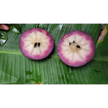 Cây Vú Sữa MICA tím chuẩn giống 100% - Giá ưu đãi 105.999 VND, chất lượng vú sữa 7 Cây Vú Sữa MICA tím chuẩn giống 100% - Giá ưu đãi 105.999 VND, chất lượng vú sữa 7