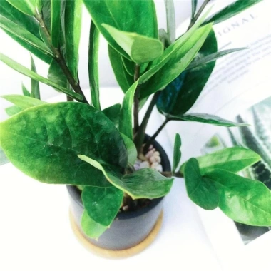 Chậu cây Kim tiền để bàn - Thanh lọc không khí, Giá chỉ 100k tại Tiệm cây xanh lá