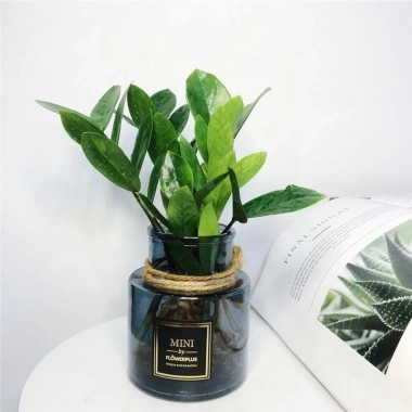 Chậu cây Kim tiền để bàn - Thanh lọc không khí, Giá chỉ 100k tại Tiệm cây xanh lá