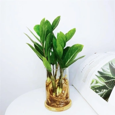 Chậu cây Kim tiền để bàn - Thanh lọc không khí, Giá chỉ 100k tại Tiệm cây xanh lá 6 Chậu cây Kim tiền để bàn - Thanh lọc không khí, Giá chỉ 100k tại Tiệm cây xanh lá 6