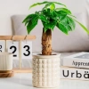 Chậu cây thủy canh AWNGD Chậu hoa tự tưới tháo rời nhựa trang trí văn phòng 6