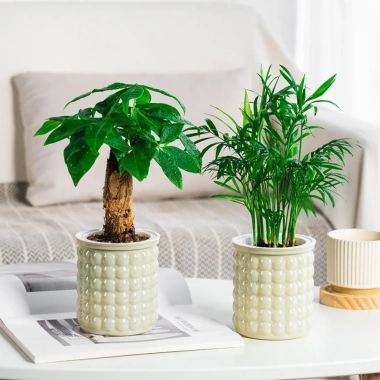 Chậu cây thủy canh AWNGD Chậu hoa tự tưới tháo rời nhựa trang trí văn phòng