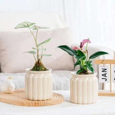 Chậu cây thủy canh AWNGD Chậu hoa tự tưới tháo rời nhựa trang trí văn phòng 9 Chậu cây thủy canh AWNGD Chậu hoa tự tưới tháo rời nhựa trang trí văn phòng 9