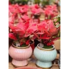 Chậu cây Vạn Lộc cỏ may mắn để bàn - Tiệm cây xanh lá, giảm giá 23% chỉ 90.000đ 3