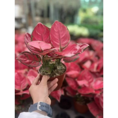 Chậu cây Vạn Lộc cỏ may mắn để bàn - Tiệm cây xanh lá, giảm giá 23% chỉ 90.000đ