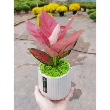 Chậu cây Vạn Lộc cỏ may mắn để bàn - Tiệm cây xanh lá, giảm giá 23% chỉ 90.000đ