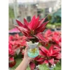 Chậu cây Vạn Lộc cỏ may mắn để bàn - Tiệm cây xanh lá, giảm giá 23% chỉ 90.000đ 8