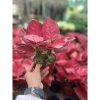 Chậu cây Vạn Lộc cỏ may mắn để bàn - Tiệm cây xanh lá, giảm giá 23% chỉ 90.000đ 10