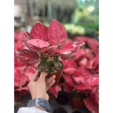 Chậu cây Vạn Lộc cỏ may mắn để bàn - Tiệm cây xanh lá, giảm giá 23% chỉ 90.000đ