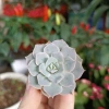 Chậu đất nung vẽ hình cute không phai không trôi màu, giá chỉ 7.500₫ 9