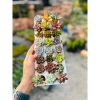 Chậu đất nung vẽ thủ công - Không bay màu, không trôi, giá chỉ 7.000₫ 4