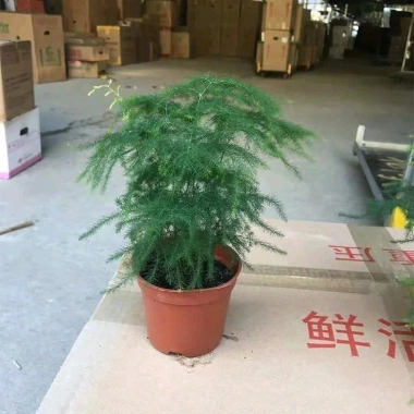 Chậu Thủy Tùng lá măng thủy sinh để bàn - Giá chỉ 72.000đ, tiệm cây xanh 4
