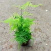Chậu Thủy Tùng lá măng thủy sinh để bàn - Giá chỉ 72.000đ, tiệm cây xanh 6
