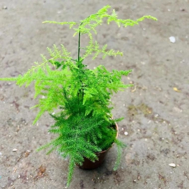 Chậu Thủy Tùng lá măng thủy sinh để bàn - Giá chỉ 72.000đ, tiệm cây xanh 6